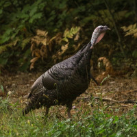 Wild Turkey